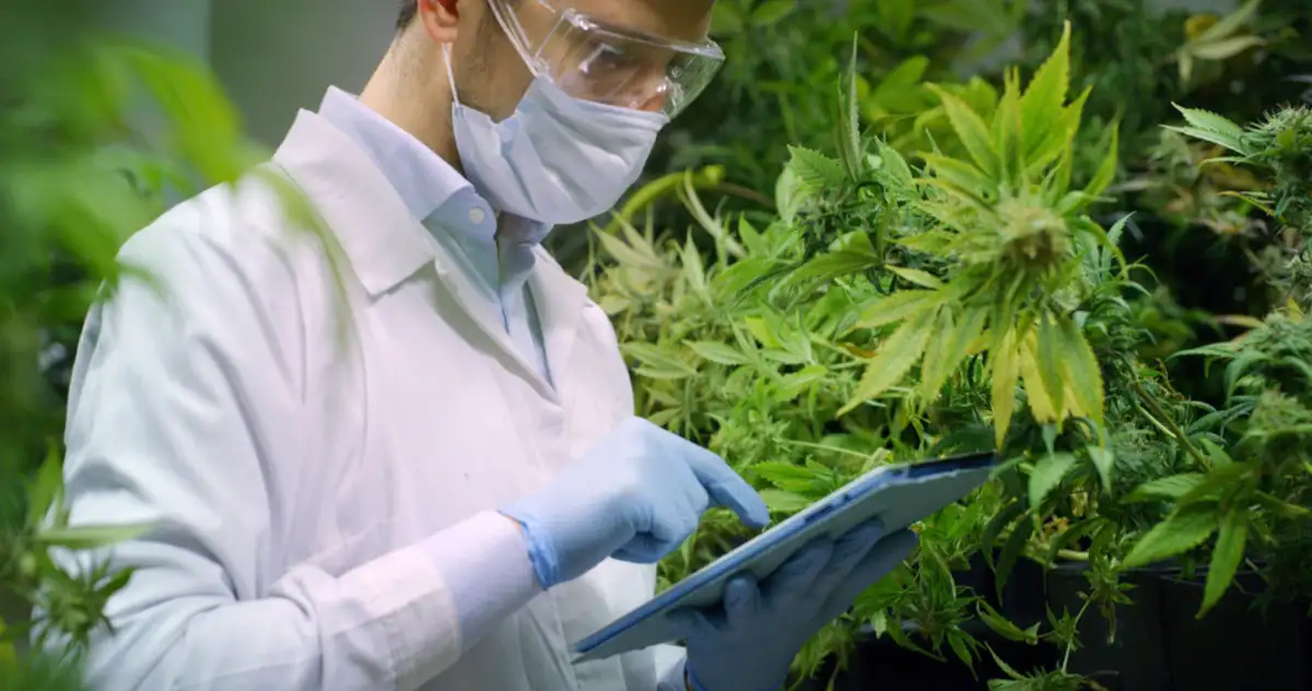 cannabis grower with cannabis plants