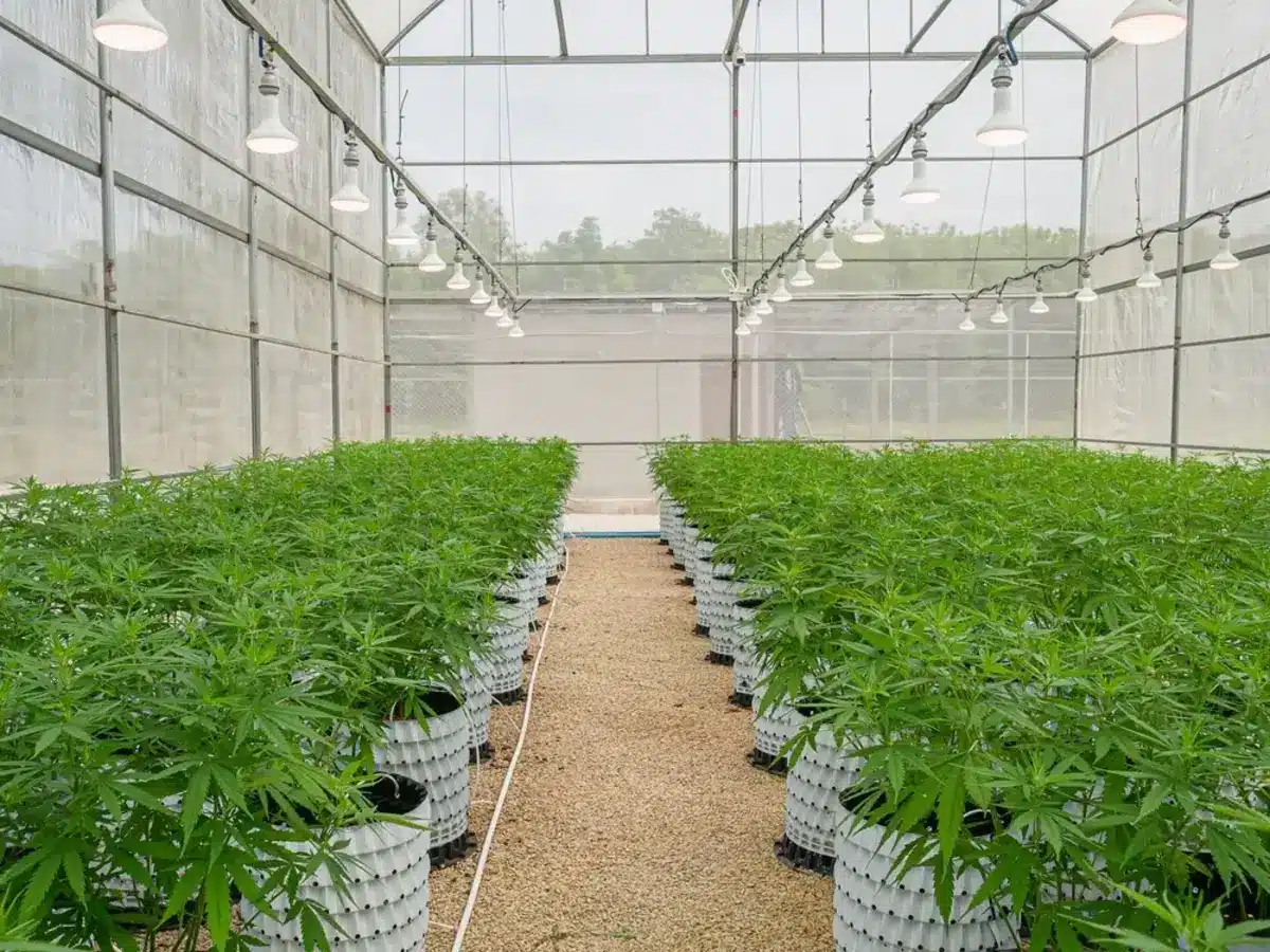 Cannabis planting in United States