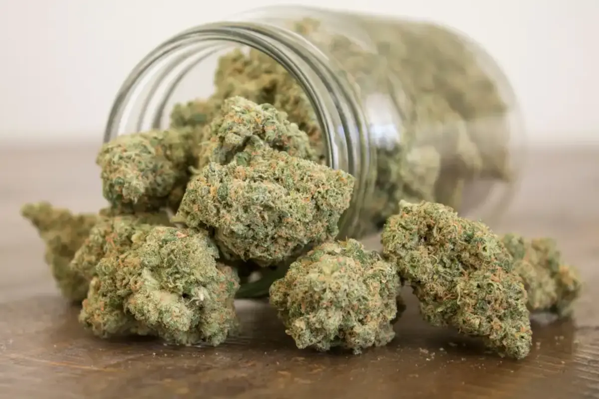 cannabis flowers in a jar