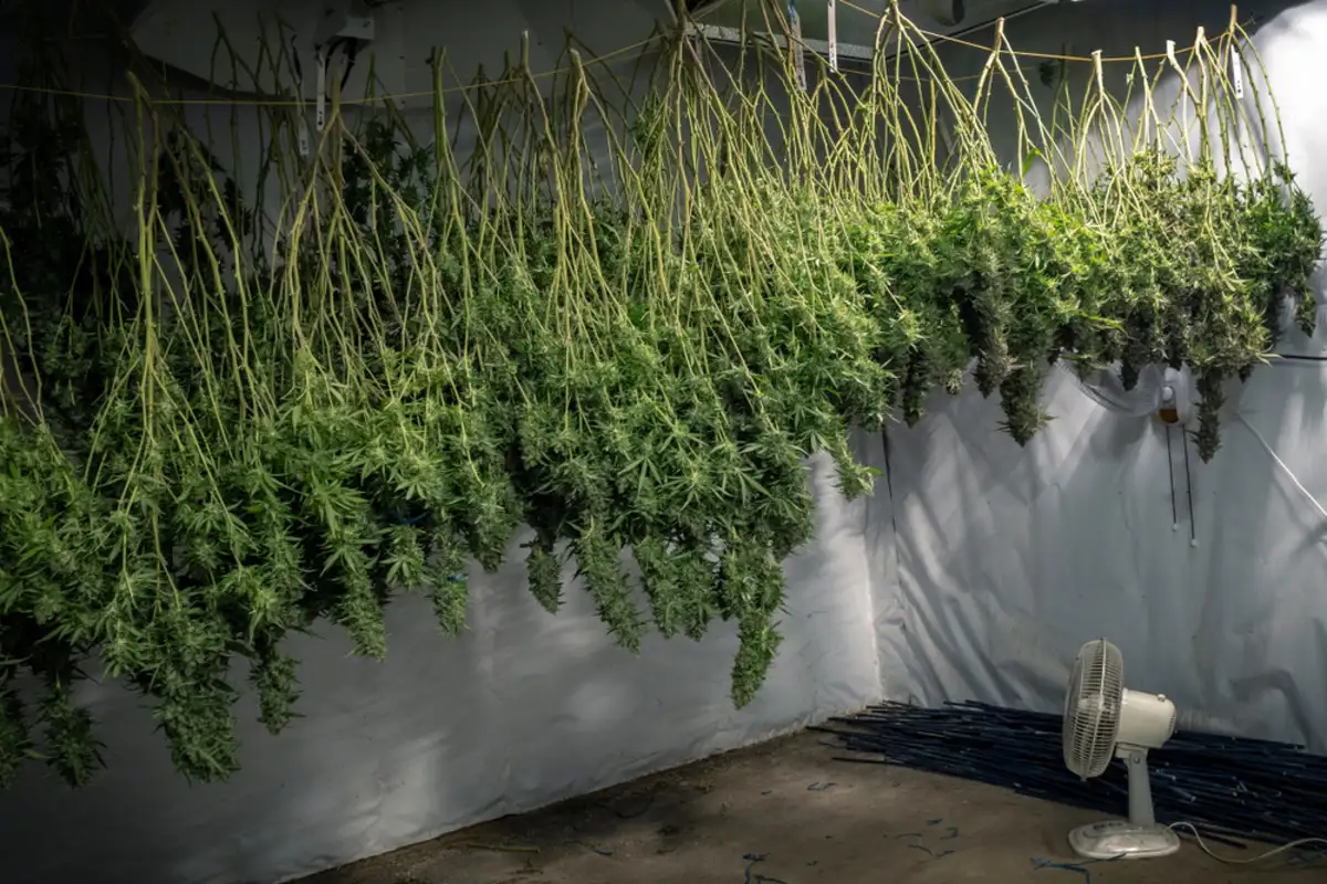 Cannabis Drying Room