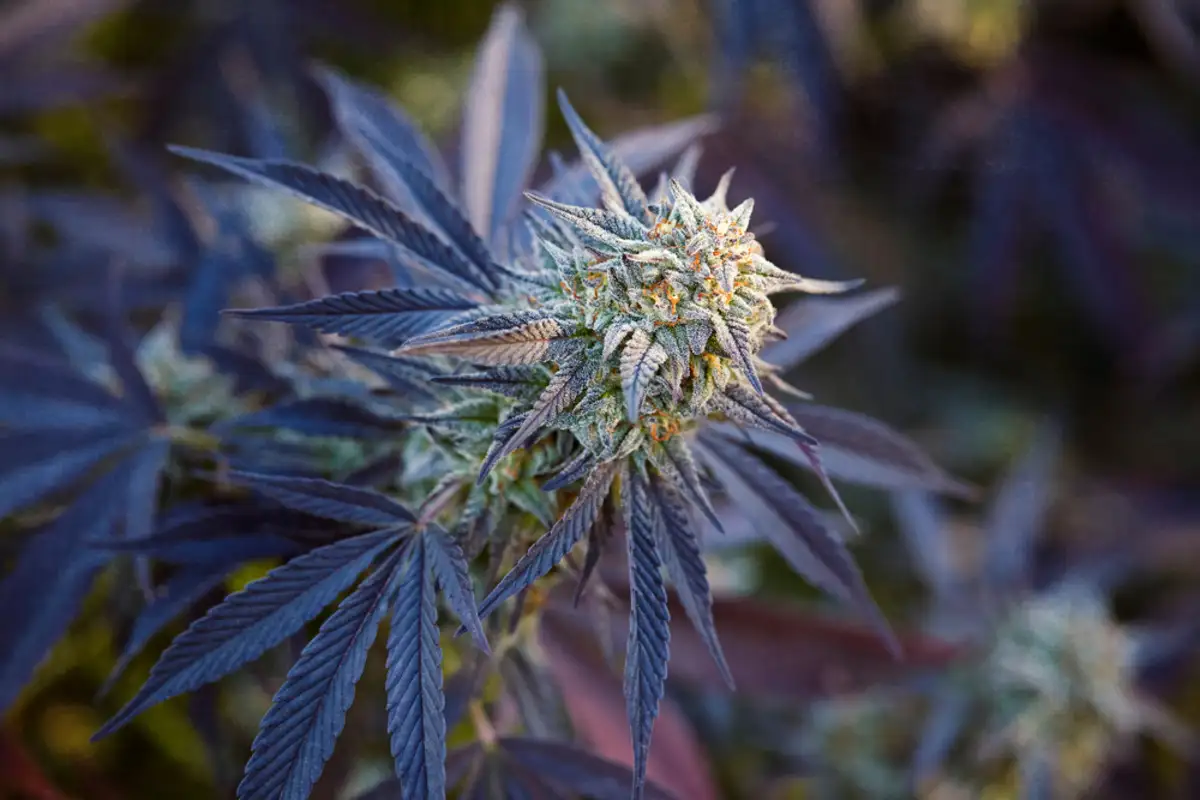 Close Up Of Cannabis Strain Wedding Cake Flowering