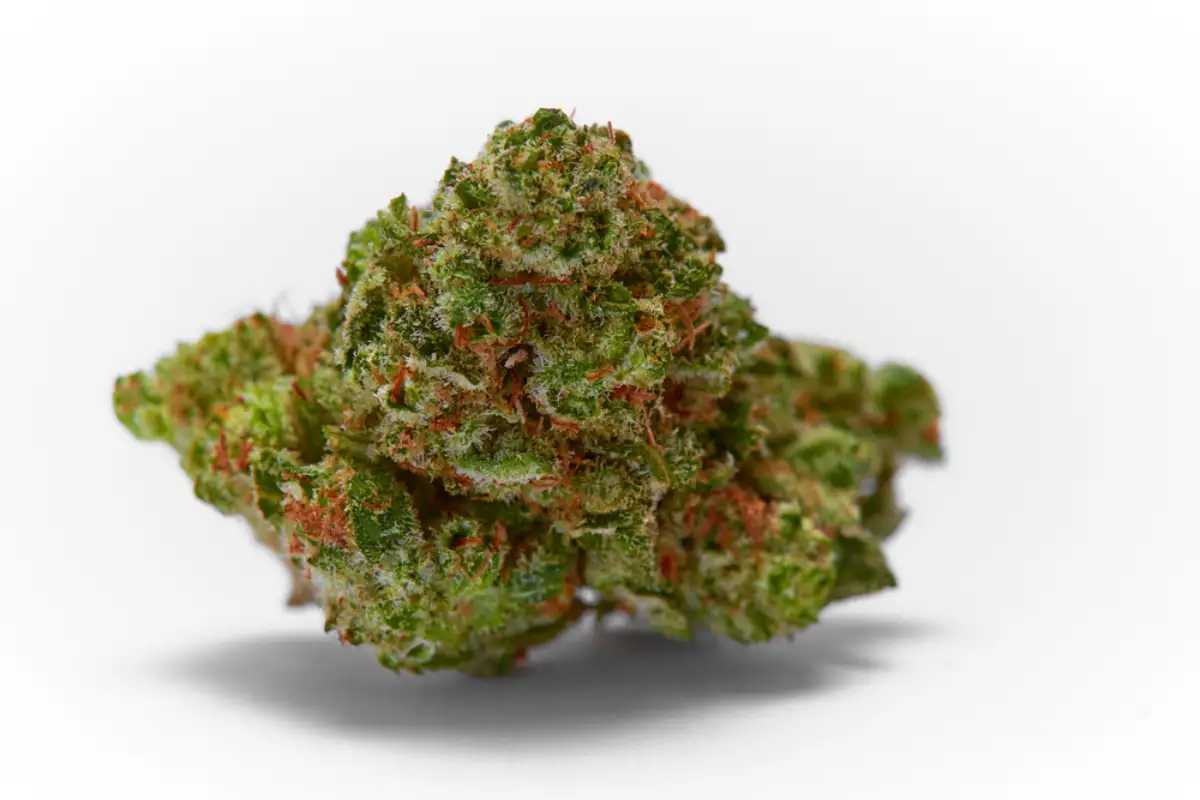 Close up of Sour Diesel strain flower bud