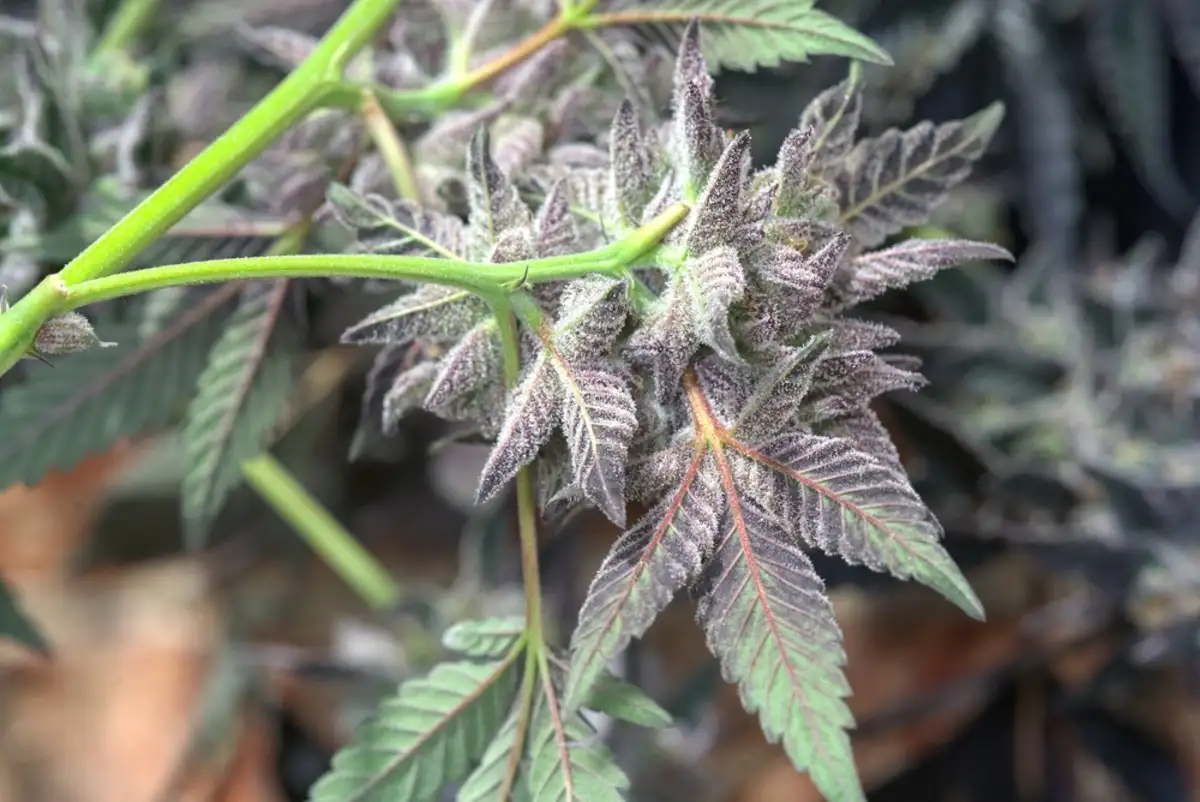 Close up of a cannabis plant (3)