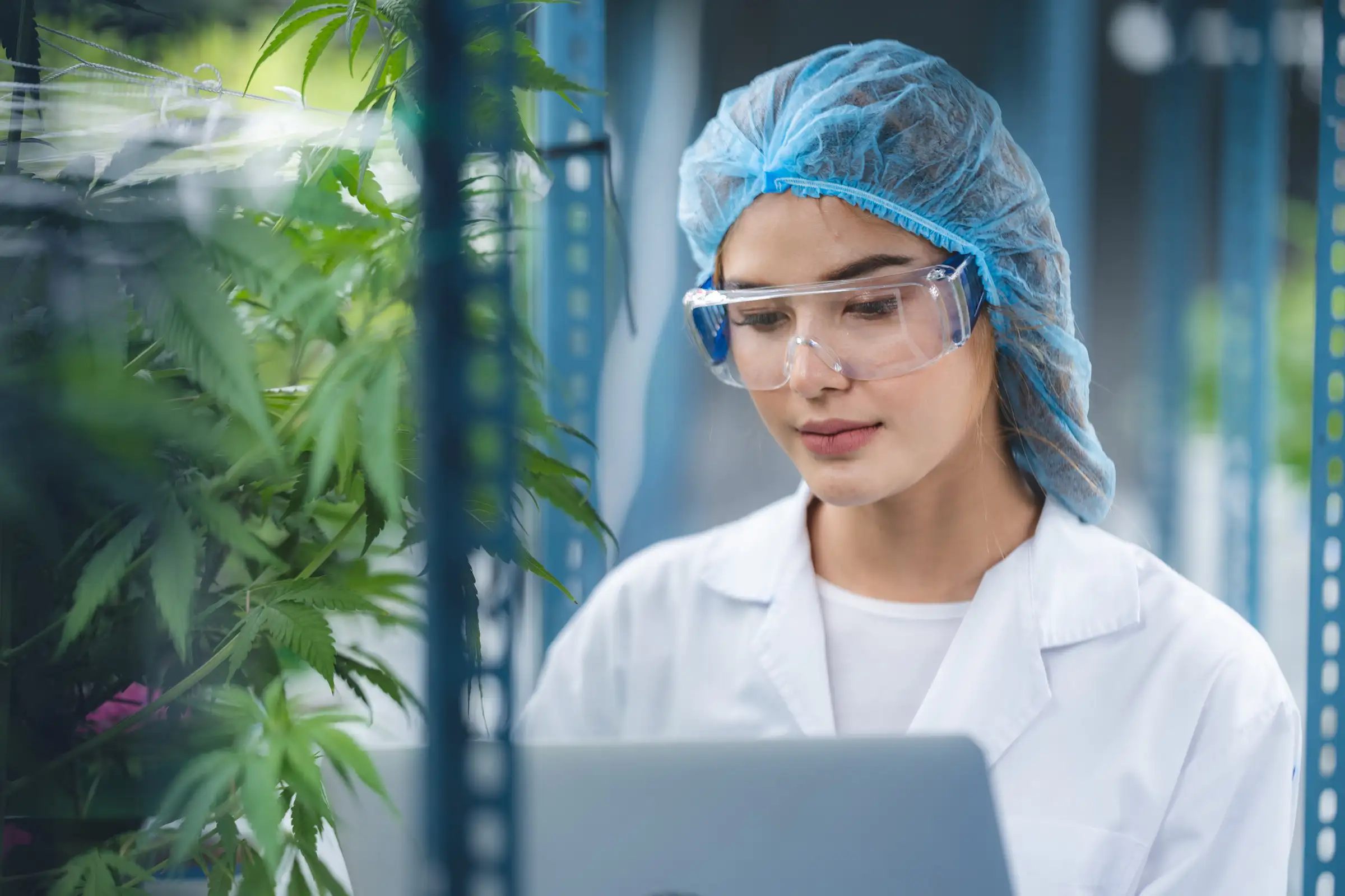 Doctor examining cannabis