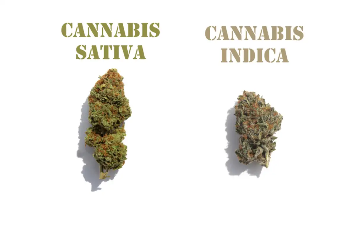 Indica and Sativa Cannabis