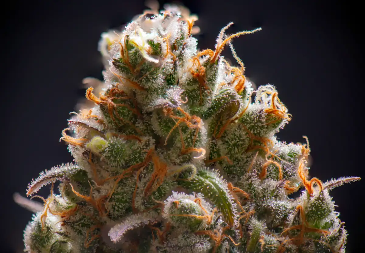 Macro detail of Sour Diesel Strain