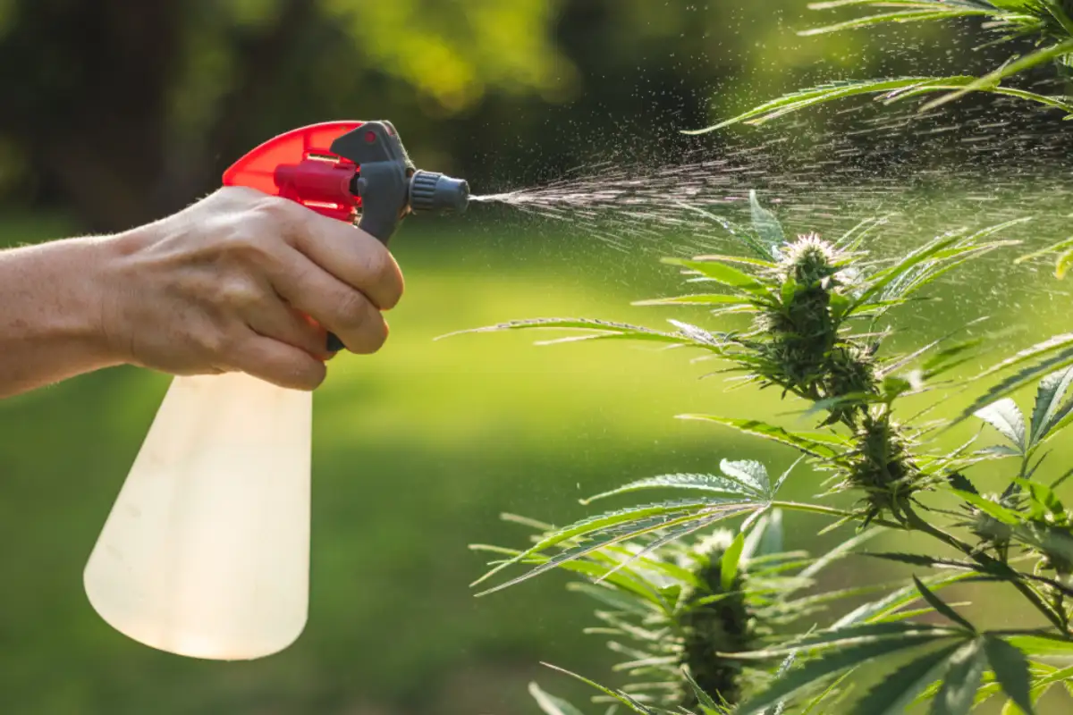 Spraying cannabis leaves against pests using organic solution