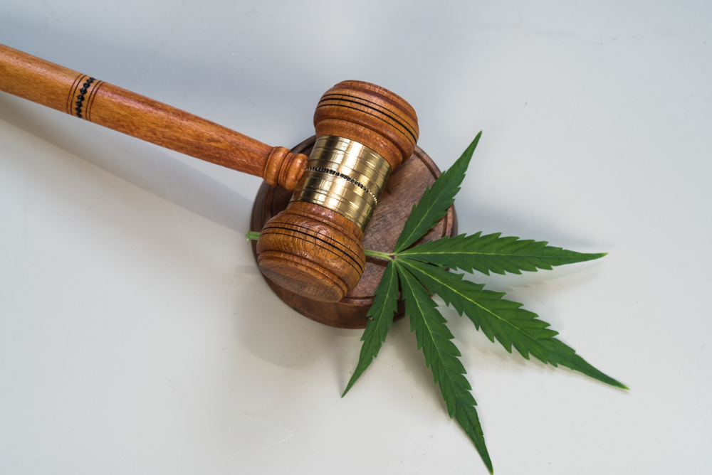 Cbd Marijuana Leaves And Judging Mallets