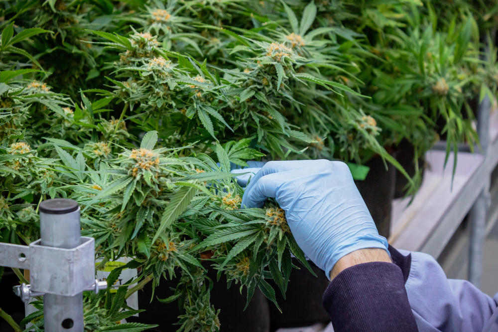 Topping Cannabis Guide: How To Top Your Plants