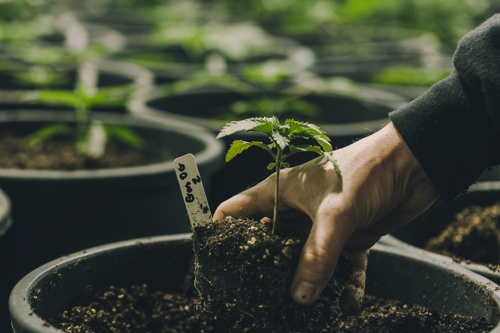 Cannabis Plants In Garden