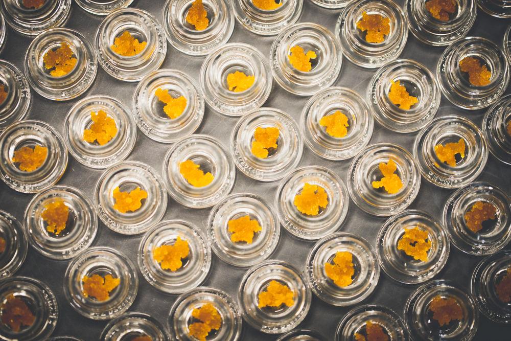 The Bright Future Of Cannabis Concentrates