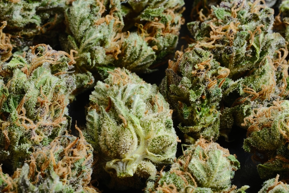 How Long Does Cannabis Remain Fresh